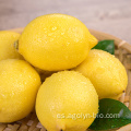 Rica calidad al por mayor Limones amarillos frescos